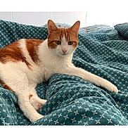 Fly participe au concours pour gagner de l'argent avec cette photo : animal, bed, blanket, cat, comfort, cozy, cute, domestic_cat, ears, feline, fur, indoor, orange_and_white, patterned_blanket, paw, pet, relaxed, resting, sleepy, whiskers
