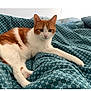 animal, bed, blanket, cat, comfort, cozy, cute, domestic_cat, ears, feline, fur, indoor, orange_and_white, patterned_blanket, paw, pet, relaxed, resting, sleepy, whiskers