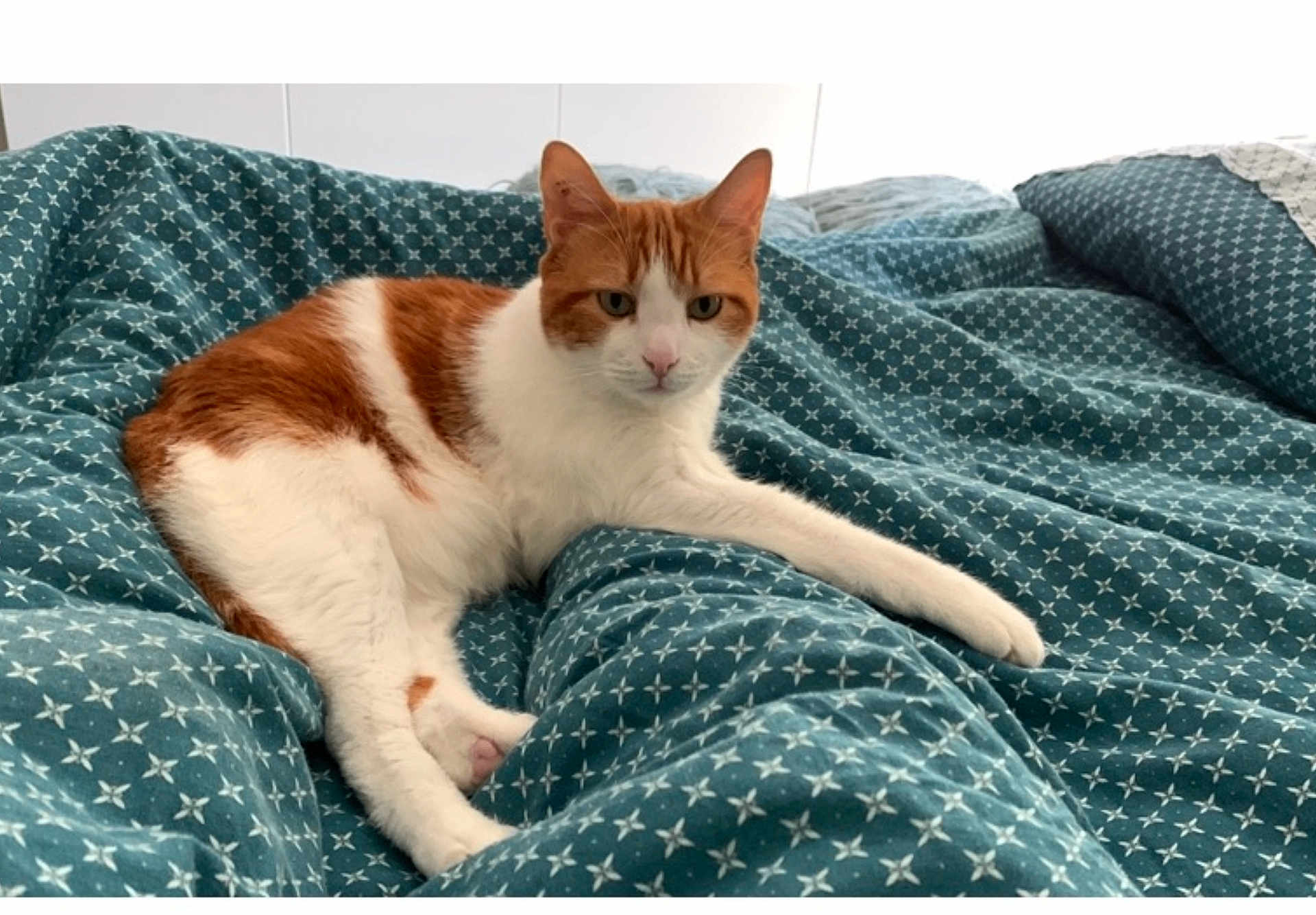 Fly participe au concours pour gagner de l'argent avec cette photo : animal, bed, blanket, cat, comfort, cozy, cute, domestic_cat, ears, feline, fur, indoor, orange_and_white, patterned_blanket, paw, pet, relaxed, resting, sleepy, whiskers