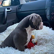 Frankie joined the competition — help win amazing prizes! puppy, dog, car_interior, fluffy_cushion, toy, side_view, window, dashboard, seat, gray_dog, white_markings, indoor, pet, companion, road_trip, soft_texture, calm, cute, animal, sitting