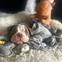Frankie is registered to the contest to win money with this photo: puppy, dog, plush_toy, santa_hat, blanket, rug, soft_toys, cozy, sleepy, cute, pet, indoor, fur, laying_down, animal, home, comfort, resting, holiday, decor