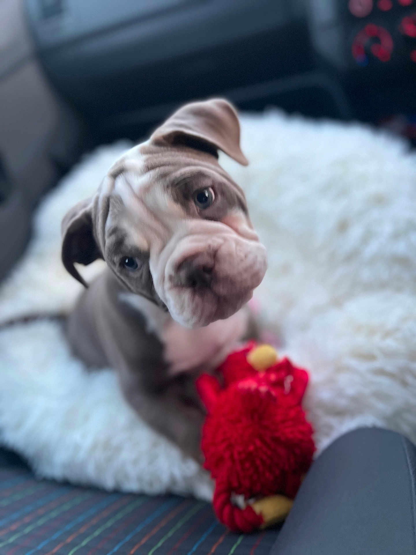Frankie is registered to the contest to win money with this photo: puppy, bulldog, dog, pet, toy, plush_toy, fluffy, cushion, car_interior, seat, curious, head_tilt, close_up, indoor, animal, young, cute, soft_focus, portrait, companion
