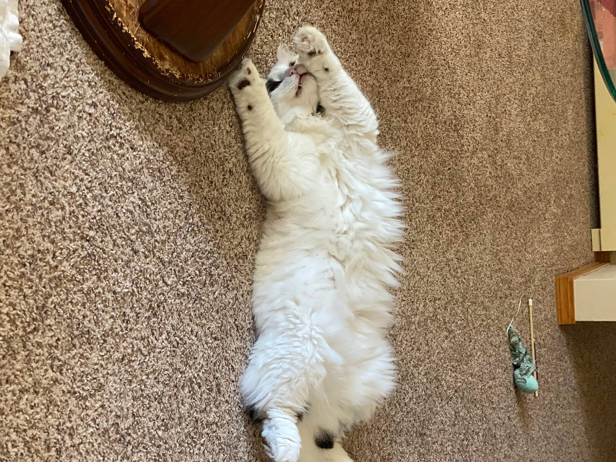 Dwight is registered to the contest to win money with this photo: canidae, carnivore, carpet, cat, claw, companion_dog, domestic_short_haired_cat, felidae, floor, flooring, foot, fur, human_leg, paw, room, small_to_medium_sized_cats, sporting_group, tail, whiskers, wood