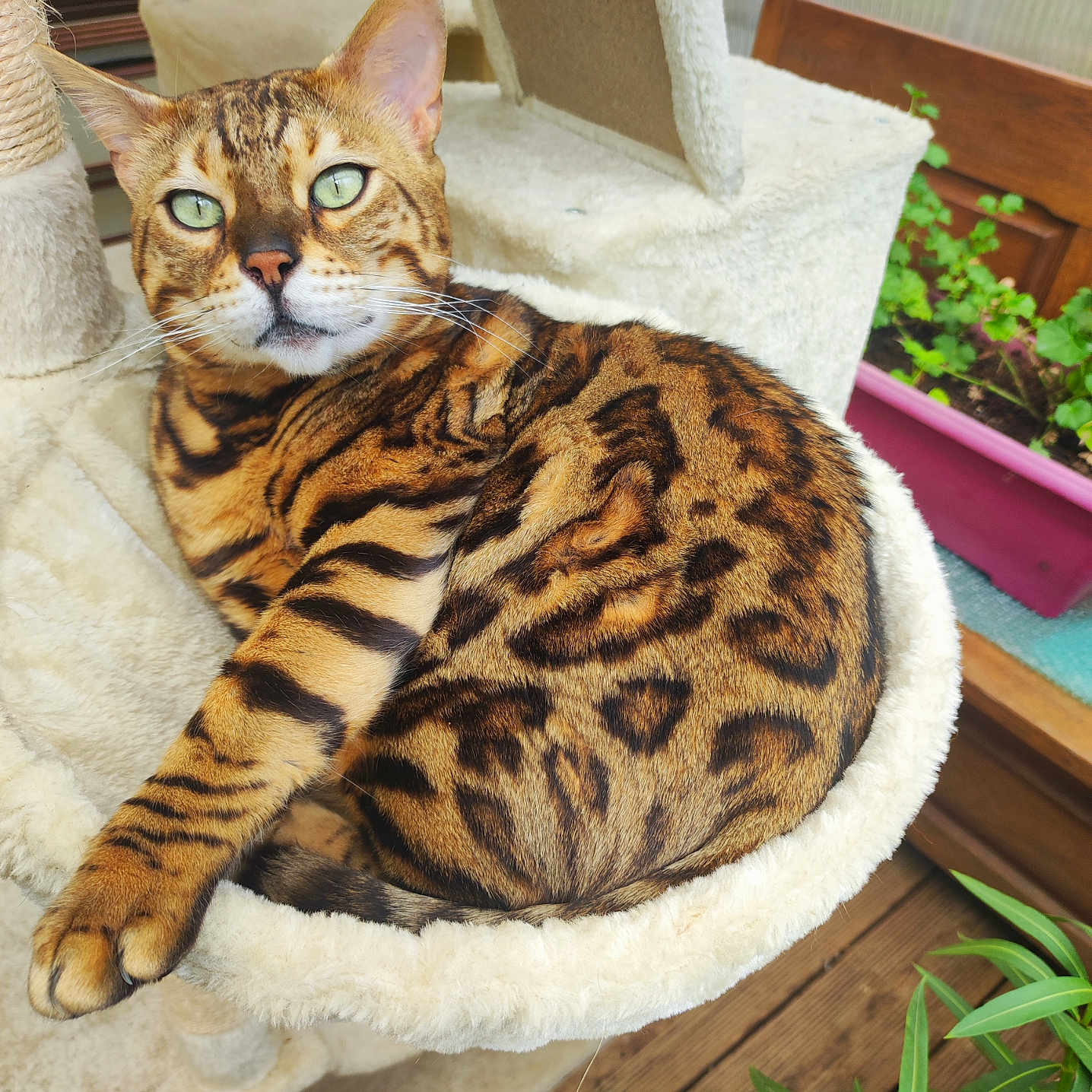 Tsar a rejoint le concours — aidez-le/la à gagner de superbes lots ! abyssinian, animal, cat, couch, furniture, hardwood, herbal, herbs, jar, kitten, leaf, manx, ocelot, pet, plant, planter, pottedplant, pottery, vase, wood