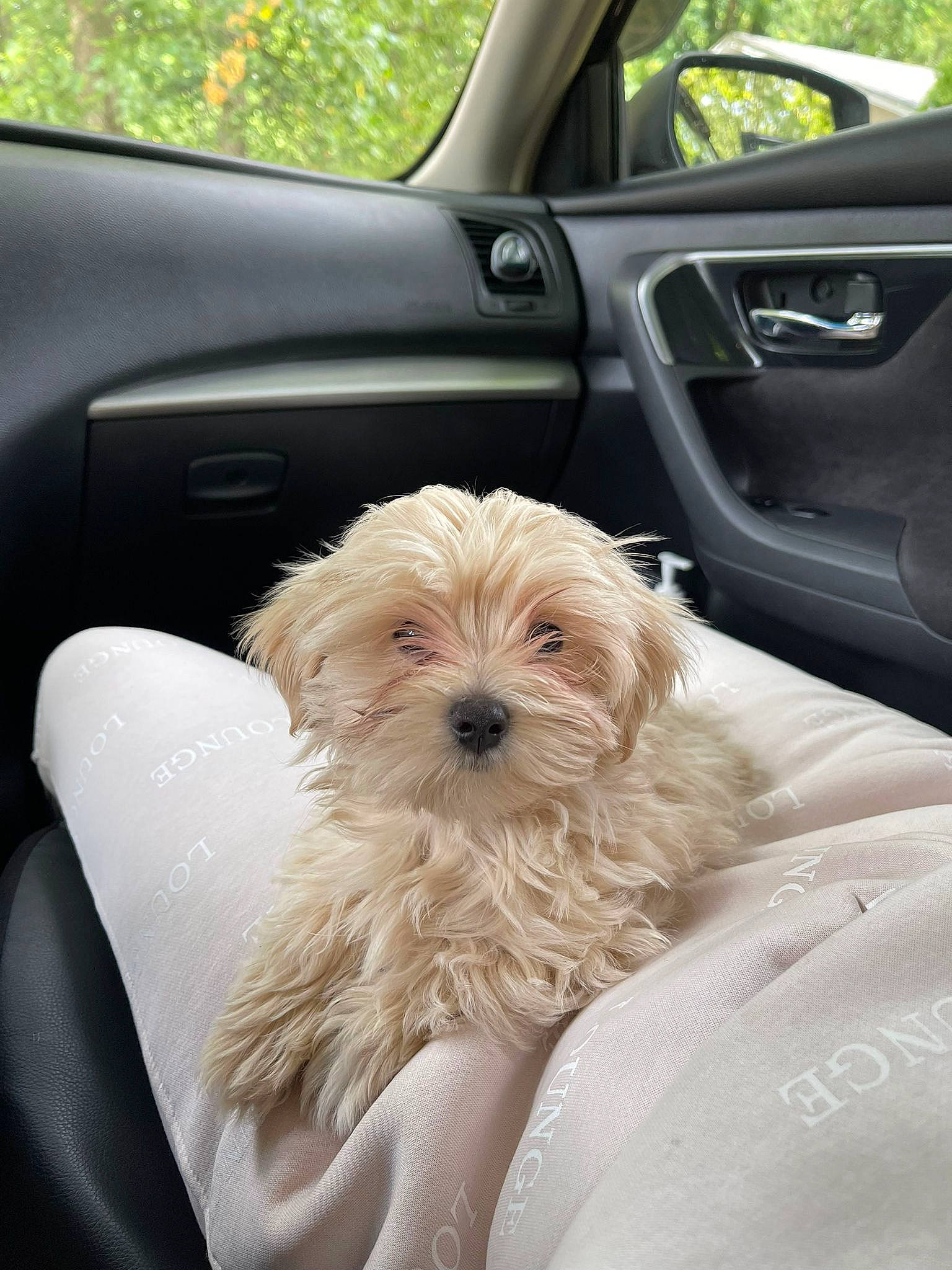 Arlo joined the competition — help win amazing prizes! auto_part, automotive_design, automotive_exterior, car, car_seat, car_seat_cover, carnivore, comfort, companion_dog, dog, dog_breed, door, family_car, motor_vehicle, personal_luxury_car, sporting_group, steering_wheel, toy_dog, vehicle_door, white