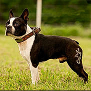 Toro joined the competition — help win amazing prizes! dog, boston_terrier, grass, outdoor, animal, pet, collar, black_and_white, star_pattern, fur, standing, alert, grass_field, nature, canine, mammal, portrait, side_view, domestic_animal, summer