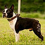 dog, boston_terrier, grass, outdoor, animal, pet, collar, black_and_white, star_pattern, fur, standing, alert, grass_field, nature, canine, mammal, portrait, side_view, domestic_animal, summer
