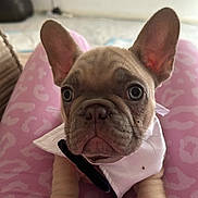 Winston joined the competition — help win amazing prizes! animal, boxer, bulldog, canine, cushion, dog, frenchbulldog, homedecor, pet, pitbull, puppy