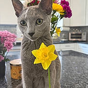 Hades is registered to the contest to win money with this photo: cat, gray_cat, pet, animal, portrait, close_up, sitting, green_eyes, ears, whiskers, fur, daffodil, yellow_flower, flowers, bouquet, kitchen, countertop, indoors, photography, cute
