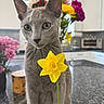 animal, bouquet, cat, close_up, countertop, cute, daffodil, ears, flowers, fur, gray_cat, green_eyes, indoors, kitchen, pet, photography, portrait, sitting, whiskers, yellow_flower