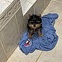 puppy, dog, small_dog, blue_shirt, tiled_floor, tiled_step, indoor, cute, pet, fur, animal, looking_up, curious, floor_tile, clothing, young_dog, black_fur, brown_fur, sitting, adorable