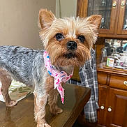 Sassy joined the competition — help win amazing prizes! dog, yorkshire_terrier, pet, small_dog, table, bandana, pink_bandana, wooden_table, indoor, furniture, cabinet, glassware, dishes, brown_fur, black_nose, ears_up, curious, standing, domestic_animal, companion