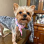 dog, yorkshire_terrier, pet, small_dog, table, bandana, pink_bandana, wooden_table, indoor, furniture, cabinet, glassware, dishes, brown_fur, black_nose, ears_up, curious, standing, domestic_animal, companion
