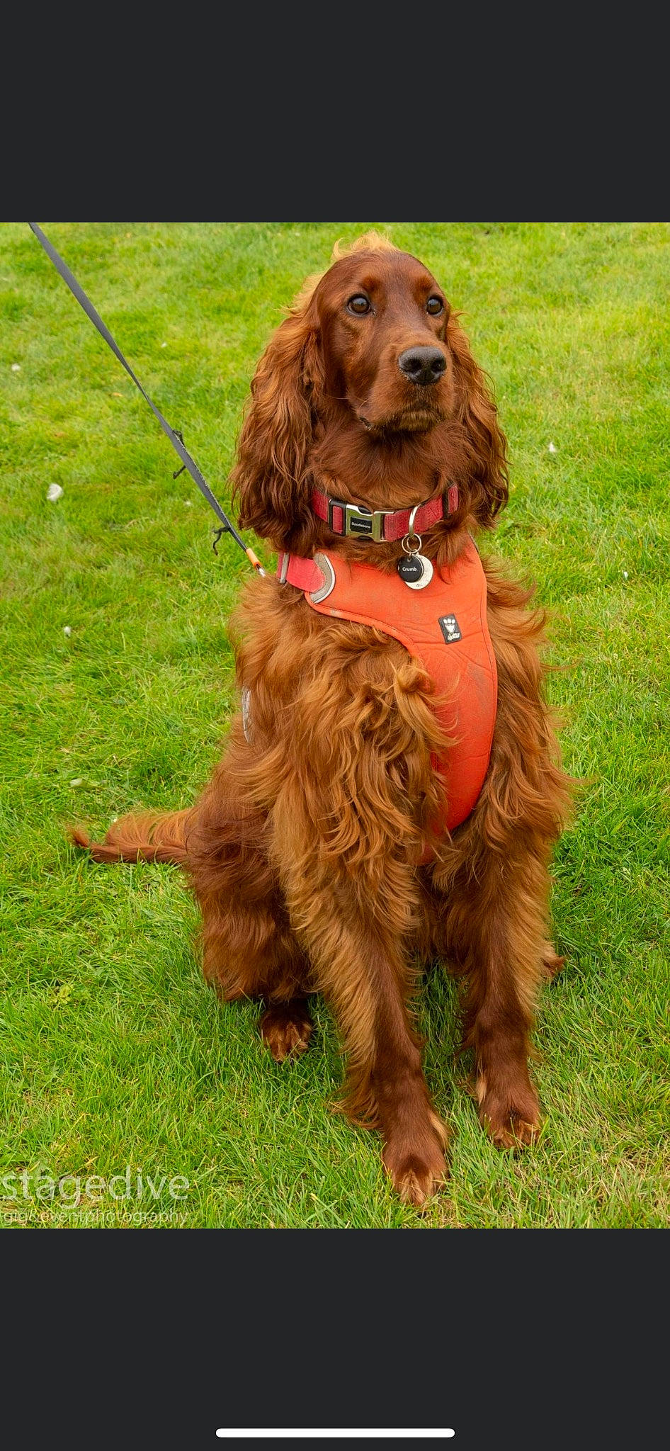 Bailey joined the competition — help win amazing prizes! canidae, carnivore, collar, companion_dog, dog, dog_breed, dog_collar, dog_supply, fashion_accessory, fur, grass, gun_dog, hunting_dog, leash, liver, spaniel, sporting_group, water_dog, working_animal, working_dog