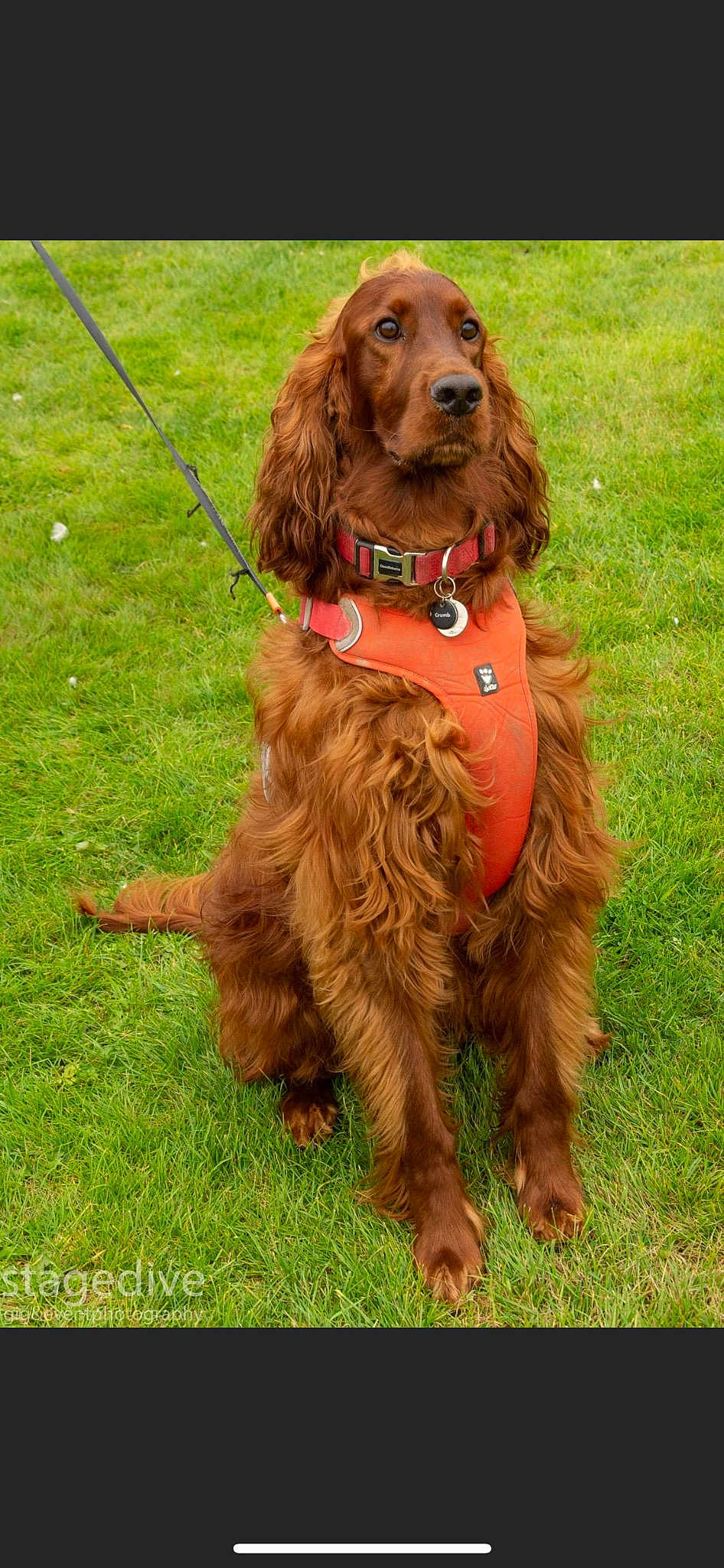 Bailey