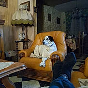 Max a rejoint le concours — aidez-le/la à gagner de superbes lots ! armchair, checkered_floor, cozy, crossed_legs, decor, dog, feet, furniture, indoors, lamp, leather, living_room, person, pet, relaxed, socks, spotted_dog, table, vintage, wood_paneling