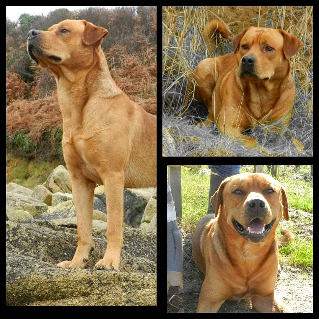 Dawa participe au concours pour gagner de l'argent avec cette photo : adaptation, canidae, carnivore, collar, companion_dog, dog, dog_breed, dog_collar, fawn, fur, photo_caption, photograph, plant, snout, sporting_group, stock_photography, terrestrial_animal, whiskers, wildlife, working_animal