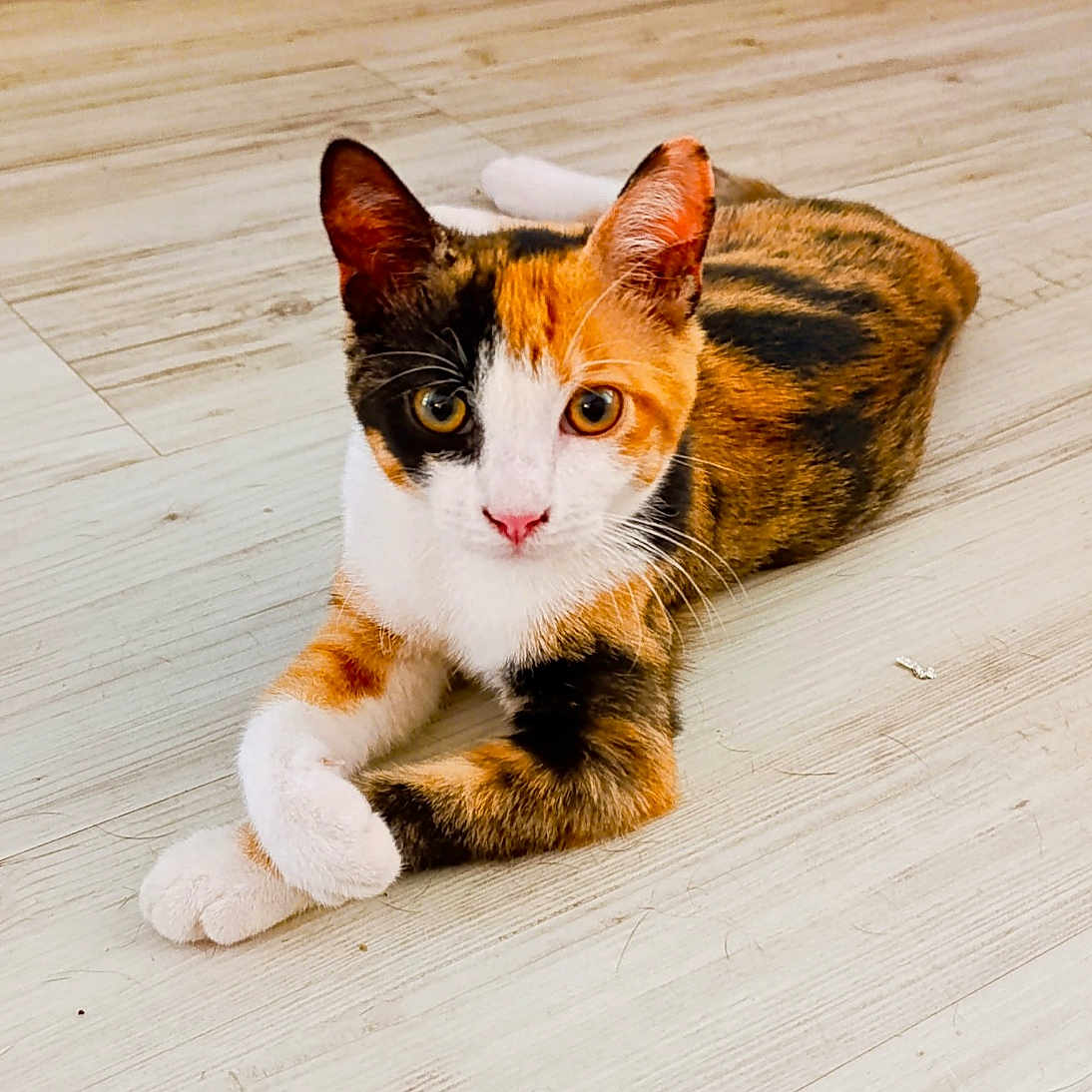 Yuna participe au concours pour gagner de l'argent avec cette photo : abyssinian, angora, animal, cat, hardwood, indoors, interiordesign, kitten, machine, manx, pet, plywood, screw, stainedwood, wood