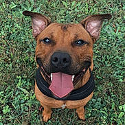 Saïko a rejoint le concours — aidez-le/la à gagner de superbes lots ! dog, grass, outdoor, pet, happy, tongue_out, ears_up, brown_coat, canine, animal, nature, playful, collar, smiling, cute, fur, eyes, sitting, friendly, tongue