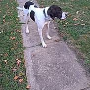 Gus joined the competition — help win amazing prizes! dog, black_and_white, canine, grass, sidewalk, autumn, leaves, outdoor, pet, pathway, collar, alert, nature, standing, animal, daylight, side_view, muzzle, ears, paws