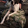 Gus joined the competition — help win amazing prizes! dog, black_and_white, couch, blanket, camouflage, indoor, pet, relaxed, person, arm, fur, long_legs, seated, looking_at_camera, domestic_animal, cozy, living_room, furniture, resting, companion