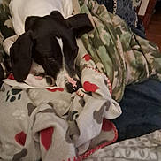 Gus is registered to the contest to win money with this photo: animal, black_and_white, blanket, canine, comfort, couch, cozy, dog, fabric, fur, homedecor, indoor, patterned_blanket, pet, relaxed, resting, sleepy, snuggled, soft, warm