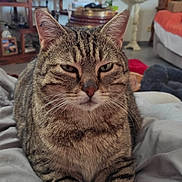 Roby participe au concours pour gagner de l'argent avec cette photo : cat, tabby, animal, pet, feline, indoor, resting, fur, whiskers, ears, eyes, blanket, living_room, sofa, plant, television, furniture, cozy, closeup, relaxed