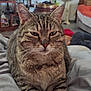 cat, tabby, animal, pet, feline, indoor, resting, fur, whiskers, ears, eyes, blanket, living_room, sofa, plant, television, furniture, cozy, closeup, relaxed