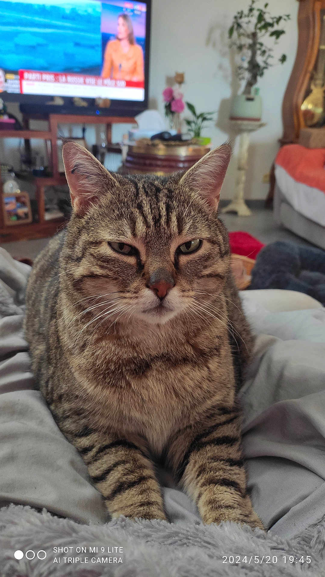 Roby participe au concours pour gagner de l'argent avec cette photo : cat, tabby, animal, pet, feline, indoor, resting, fur, whiskers, ears, eyes, blanket, living_room, sofa, plant, television, furniture, cozy, closeup, relaxed