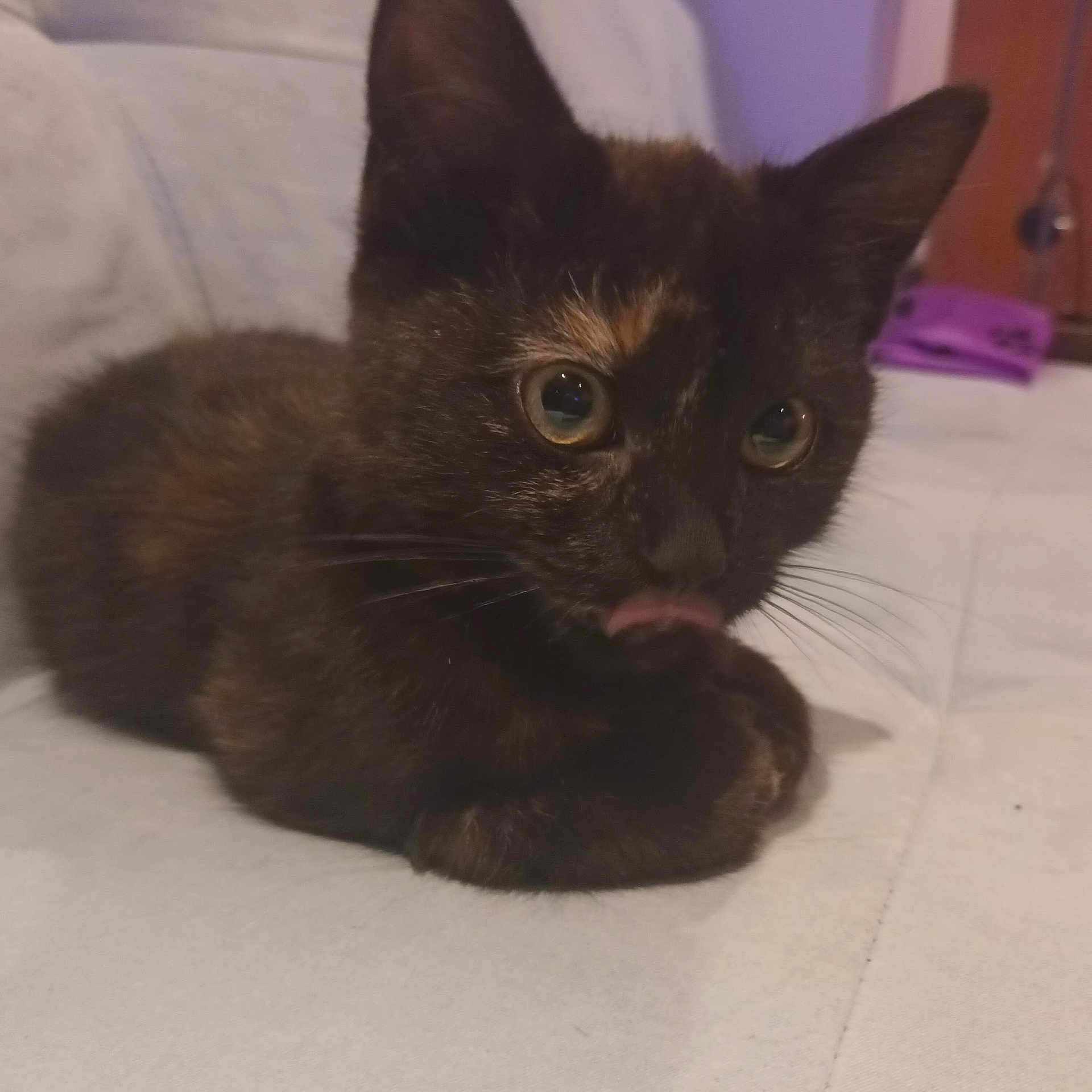 Milo is registered to the contest to win money with this photo: abyssinian, animal, blackcat, brasssection, cat, egyptiancat, horn, kitten, manx, musicalinstrument, pet, siamese