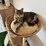 cat, tabby, pet, feline, resting, basket, cushion, cat_tree, indoor, furniture, scratching_post, toy, playful, animal, fur, ears, whiskers, tail, eyes, relaxed