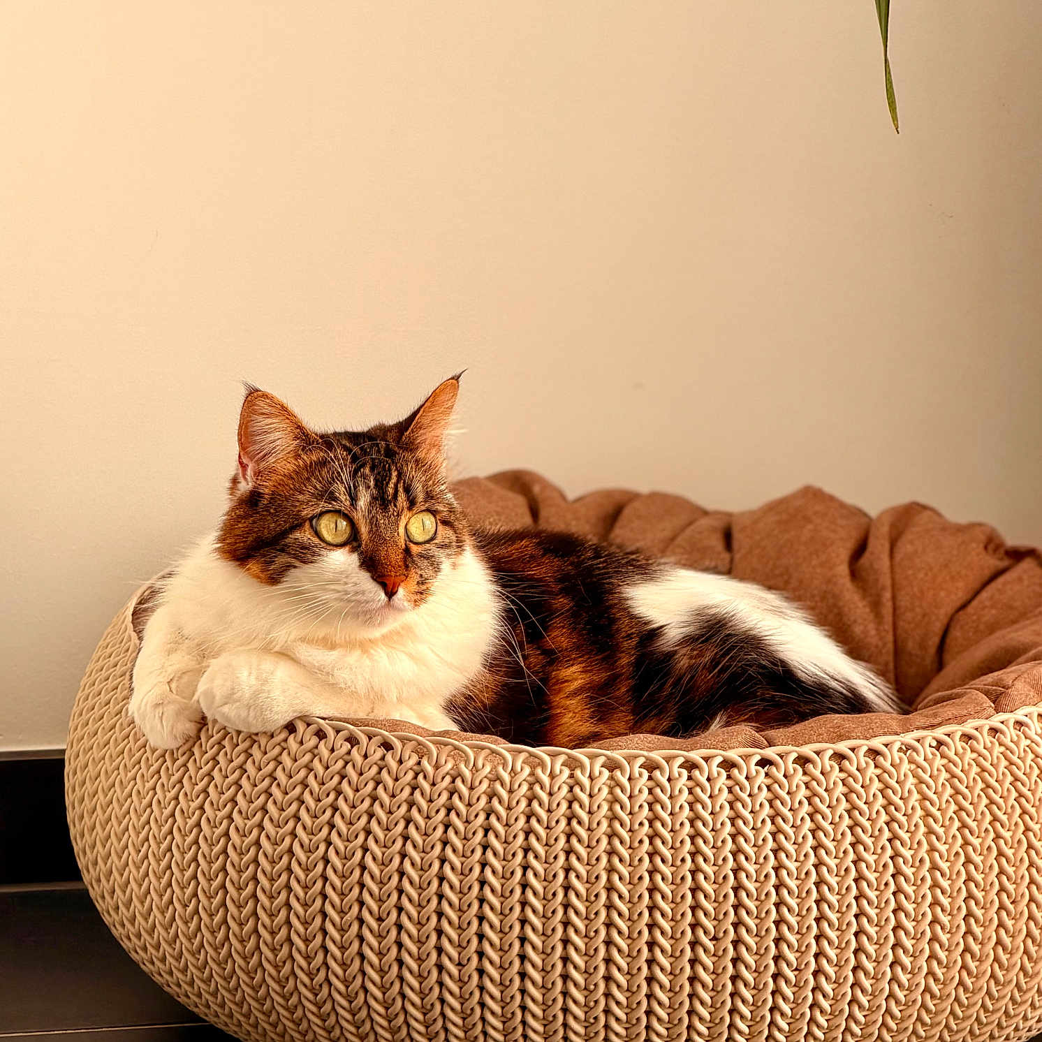 Luna participe au concours pour gagner de l'argent avec cette photo : beige_wall, calico, cat, closeup, cozy, domestic_cat, floor_tile, fur, green_eyes, home_interior, indoor, knitted_texture, lounging, paws, pet_bed, plant_leaf, portrait, relaxed, sunlight, whiskers