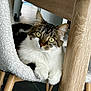 Luna participe au concours pour gagner de l'argent avec cette photo : cat, chair, close_up, cozy, eyes, feline, fur, furniture, green_eyes, home_interior, indoor, looking_at_camera, paws, pet, portrait, tabby, whiskers, white_fur, wood_leg, wooden_table