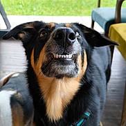 Linette participe au concours pour gagner de l'argent avec cette photo : dog, close_up, teeth, ears, indoor, furniture, grass, funny_face, pet, canine, black_fur, brown_fur, white_fur, collar, looking_up, floor, wooden_floor, house, domestic_animal, portrait