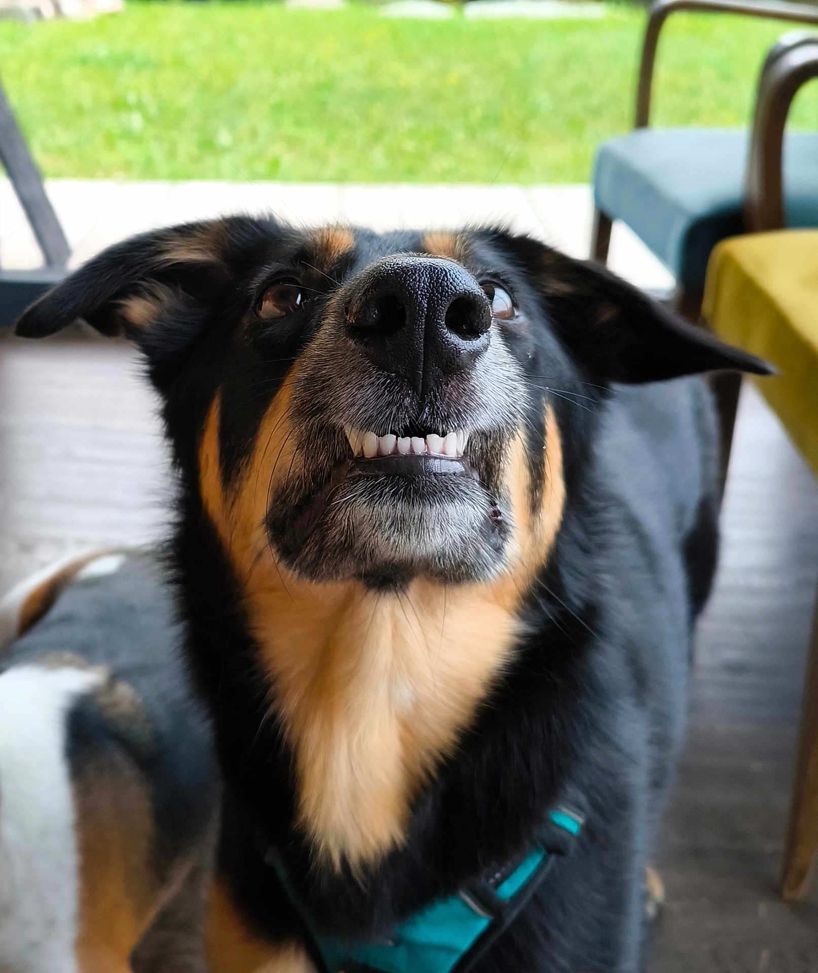 Linette participe au concours pour gagner de l'argent avec cette photo : dog, close_up, teeth, ears, indoor, furniture, grass, funny_face, pet, canine, black_fur, brown_fur, white_fur, collar, looking_up, floor, wooden_floor, house, domestic_animal, portrait