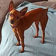 Mojito a rejoint le concours — aidez-le/la à gagner de superbes lots ! dog, small_dog, brown_dog, pet, indoor, blanket, couch, floor_tiles, ears, alert, standing, curious, canine, collar, fur, animal, companion, domestic, looking, sideways