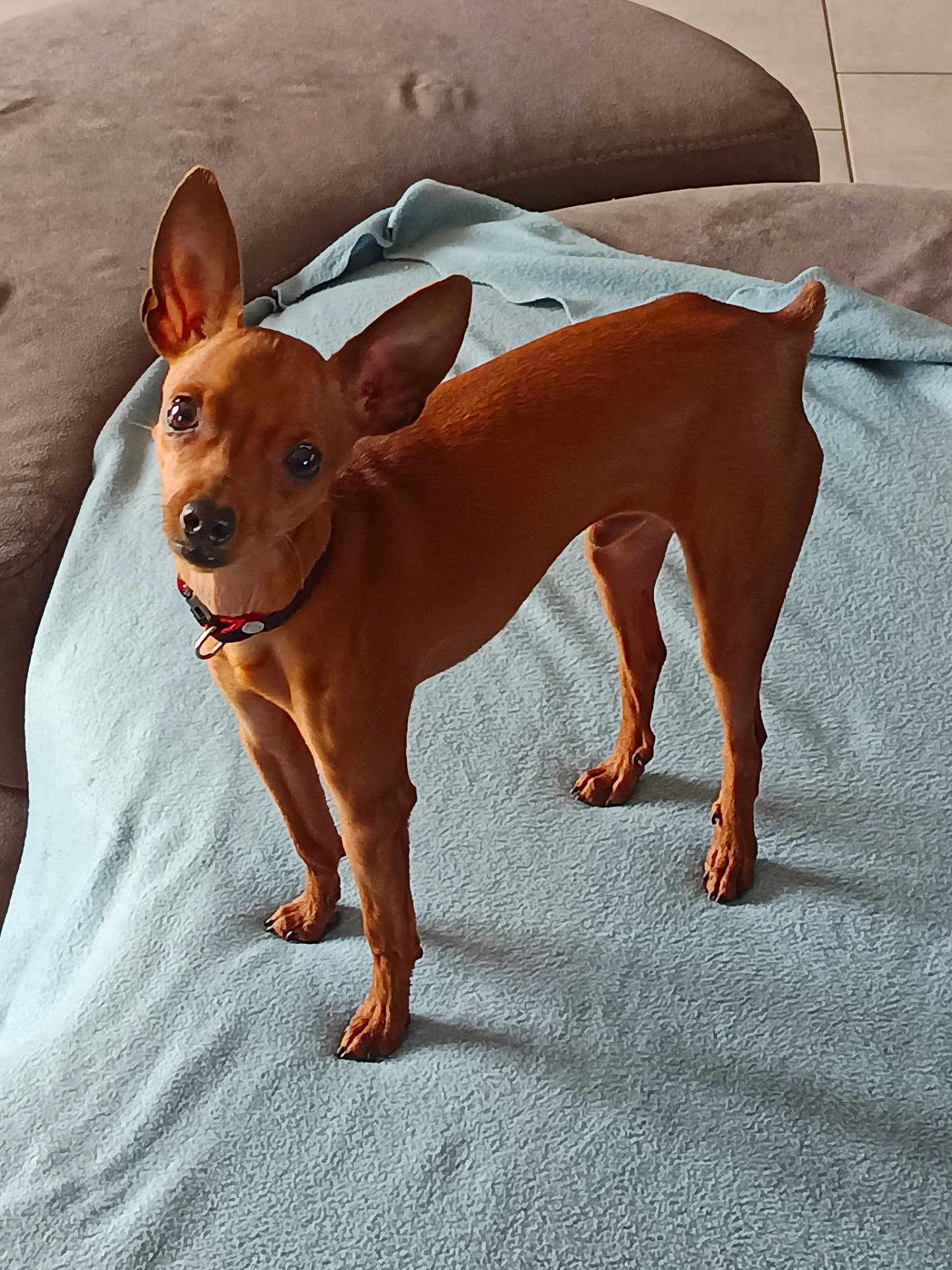 Mojito a rejoint le concours — aidez-le/la à gagner de superbes lots ! dog, small_dog, brown_dog, pet, indoor, blanket, couch, floor_tiles, ears, alert, standing, curious, canine, collar, fur, animal, companion, domestic, looking, sideways