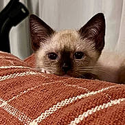 Icy joined the competition — help win amazing prizes! animal, blanket, cat, closeup, cozy, curious, cute, ears, eyes, feline, fur, indoor, kitten, pet, resting, siamese, soft, texture, whiskers, young