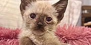 Icy joined the competition — help win amazing prizes! kitten, cat, mug, cup, feline, pet, cute, small, fur, whiskers, indoor, cozy, blanket, pink, home, animal, young, closeup, paws, ears