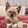 kitten, cat, mug, cup, feline, pet, cute, small, fur, whiskers, indoor, cozy, blanket, pink, home, animal, young, closeup, paws, ears