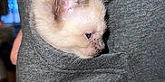 Icy is registered to the contest to win money with this photo: animal, cat, closeup, cozy, curious, cute, domestic_animal, ears, fur, gray_sweatshirt, indoor, kitten, pet, pocket, side_view, small, soft, texture, whiskers, young
