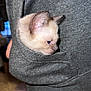 animal, cat, closeup, cozy, curious, cute, domestic_animal, ears, fur, gray_sweatshirt, indoor, kitten, pet, pocket, side_view, small, soft, texture, whiskers, young