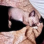 Icy joined the competition — help win amazing prizes! kitten, sleeping, blanket, cozy, fur, paw, cute, resting, indoors, animal, pet, young, soft, texture, comfort, nap, small, peaceful, relaxation, feline