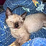 animal, blanket, cat, closed_eyes, cozy, cute, ears, fur, indoor, kitten, mammal, pet, quilt, relaxed, resting, siamese, sleeping, soft, whiskers, young