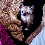 Icy joined the competition — help win amazing prizes! kitten, cat, siamese, blue_eyes, fabric, blanket, cozy, texture, soft, fur, pet, indoor, cute, small, animal, whiskers, paws, resting, curious, young
