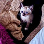 kitten, cat, siamese, blue_eyes, fabric, blanket, cozy, texture, soft, fur, pet, indoor, cute, small, animal, whiskers, paws, resting, curious, young