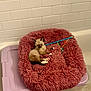 Icy joined the competition — help win amazing prizes! bathroom, cat, comfortable, cozy, cute, domestic_cat, feline, fluffy, indoor, kitten, lavender_container, pet_bed, pink, playful, resting, siamese, small_animal, tile_wall, toy, young