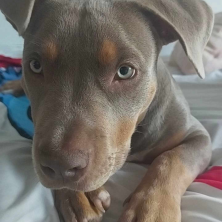 Baïa