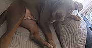 Baïa participe au concours pour gagner de l'argent avec cette photo : dog, puppy, gray_dog, pit_bull, pet, animal, lying_down, couch, sofa, quilt, blanket, indoor, home, sleepy, wide_eyed, paws, floppy_ears, short_hair, relaxed, portrait