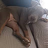 dog, puppy, gray_dog, pit_bull, pet, animal, lying_down, couch, sofa, quilt, blanket, indoor, home, sleepy, wide_eyed, paws, floppy_ears, short_hair, relaxed, portrait